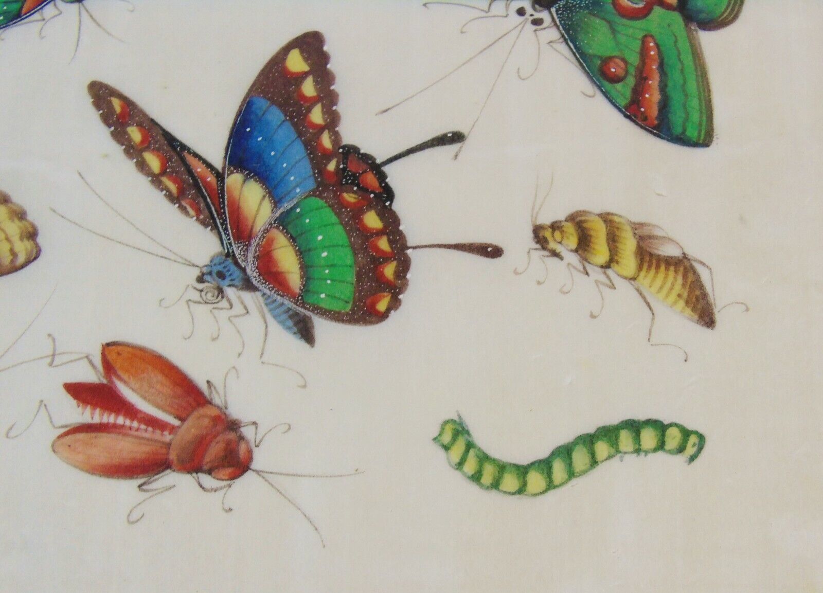 Good 19th Century Chinese Pith Painting Butterflies & Insects photo buy