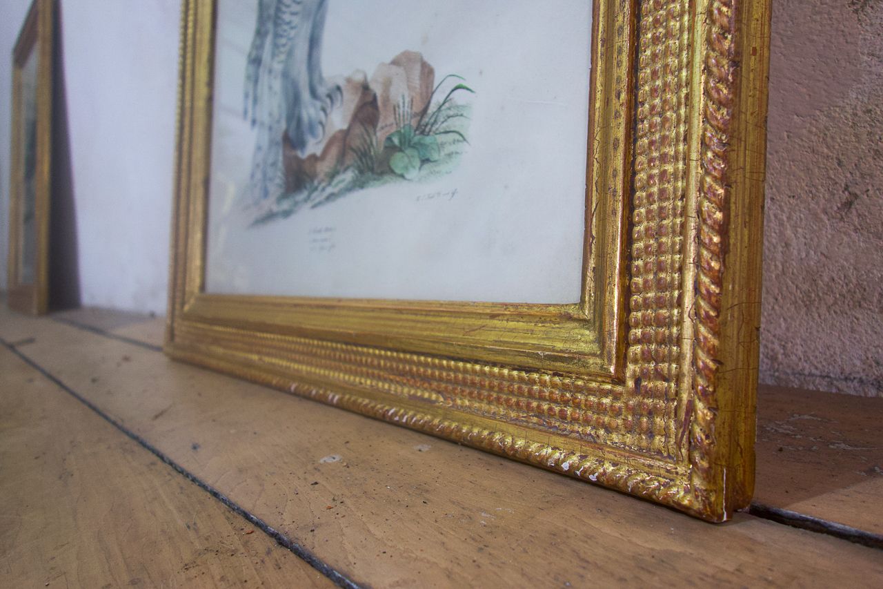 Four 19th Century Lithographs 'The Naturalist Atlas' photo Art