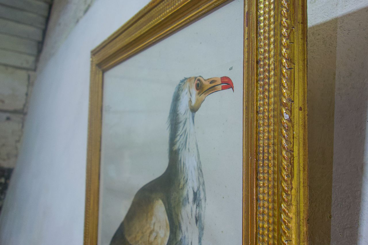 Four 19th Century Lithographs 'The Naturalist Atlas' photo buy