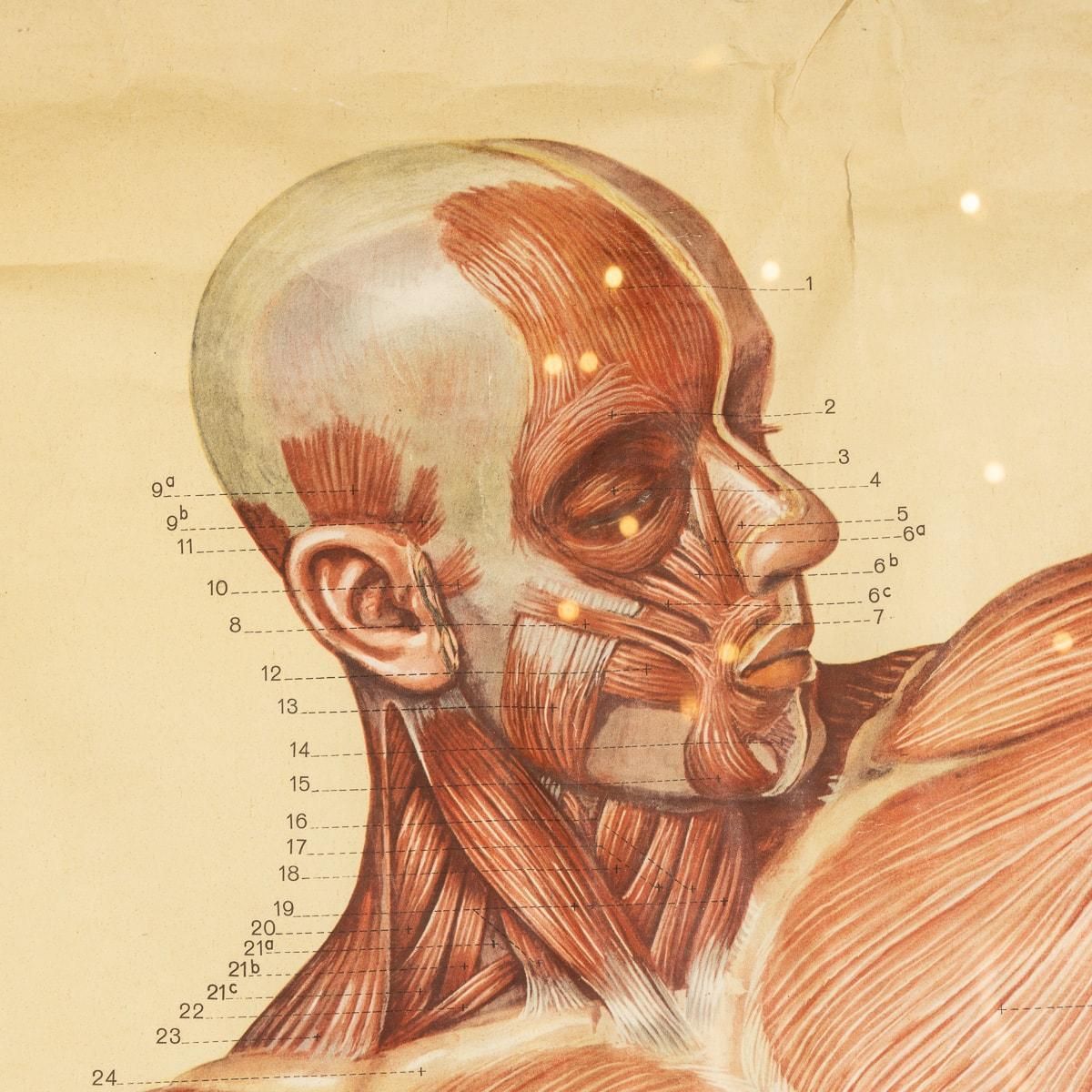 photo vinterior Pair Of Anatomical Human Muscular Structure Charts By Tanck & Wagelin
