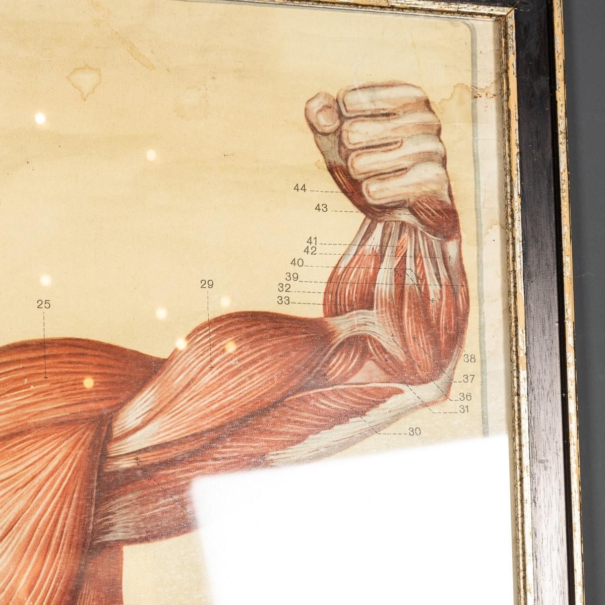 photo buy Pair Of Anatomical Human Muscular Structure Charts By Tanck & Wagelin