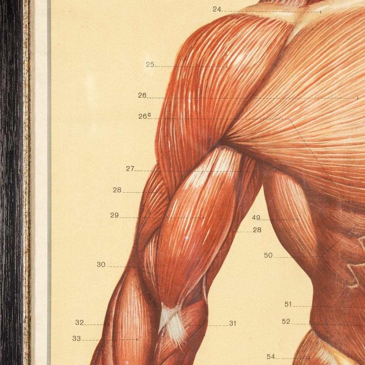 photo vintage Pair Of Anatomical Human Muscular Structure Charts By Tanck & Wagelin