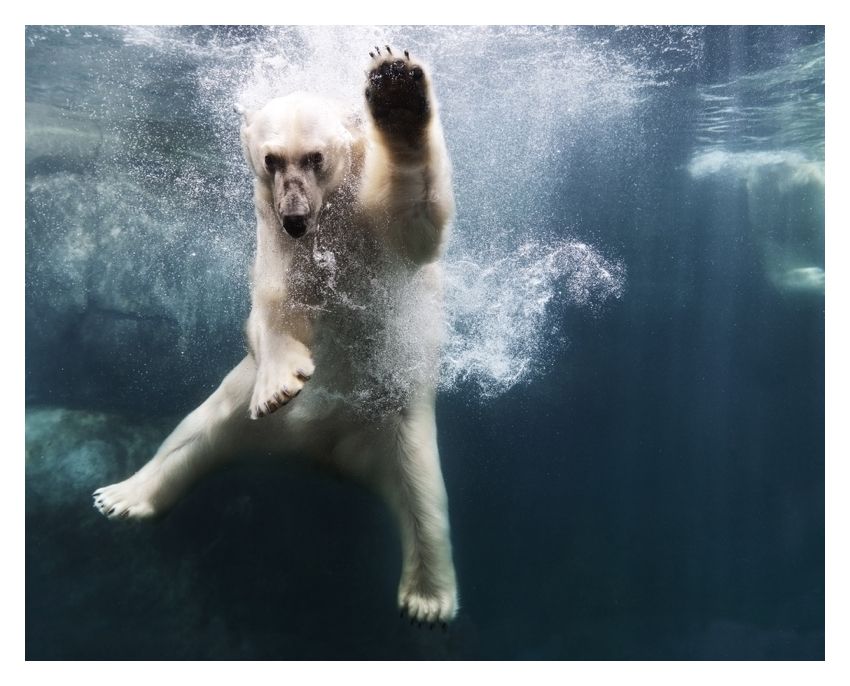 Polar Bear Underwater 40x60" Archival Pigment Print