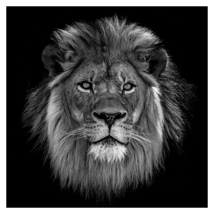 Majestic Lion 20x20" Silver Gelatin Fibre Print