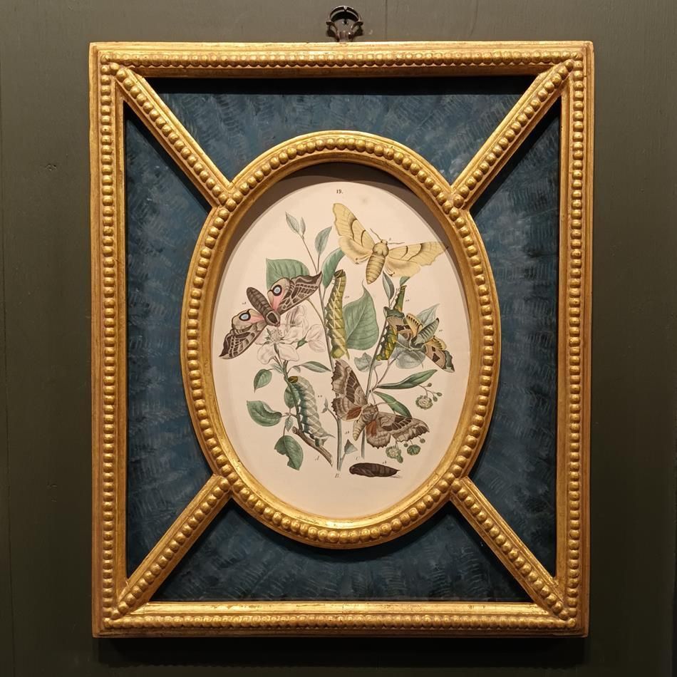 A Pair Of Framed 19th Century Butterfly Prints photo for sale