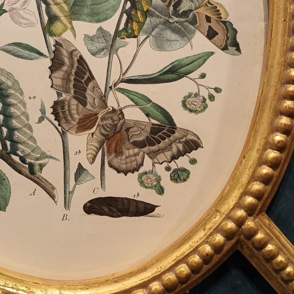 A Pair Of Framed 19th Century Butterfly Prints photo vintage
