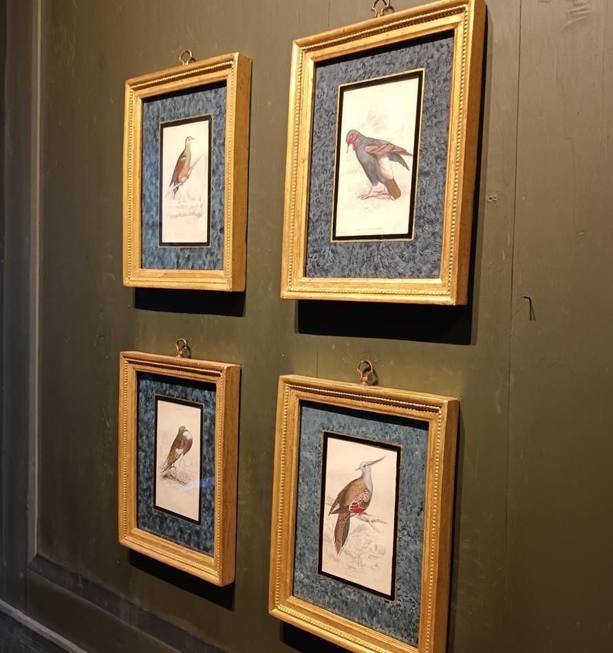 Art A Set Of 19th Century Framed Bird Engravings By Edward Lear photo