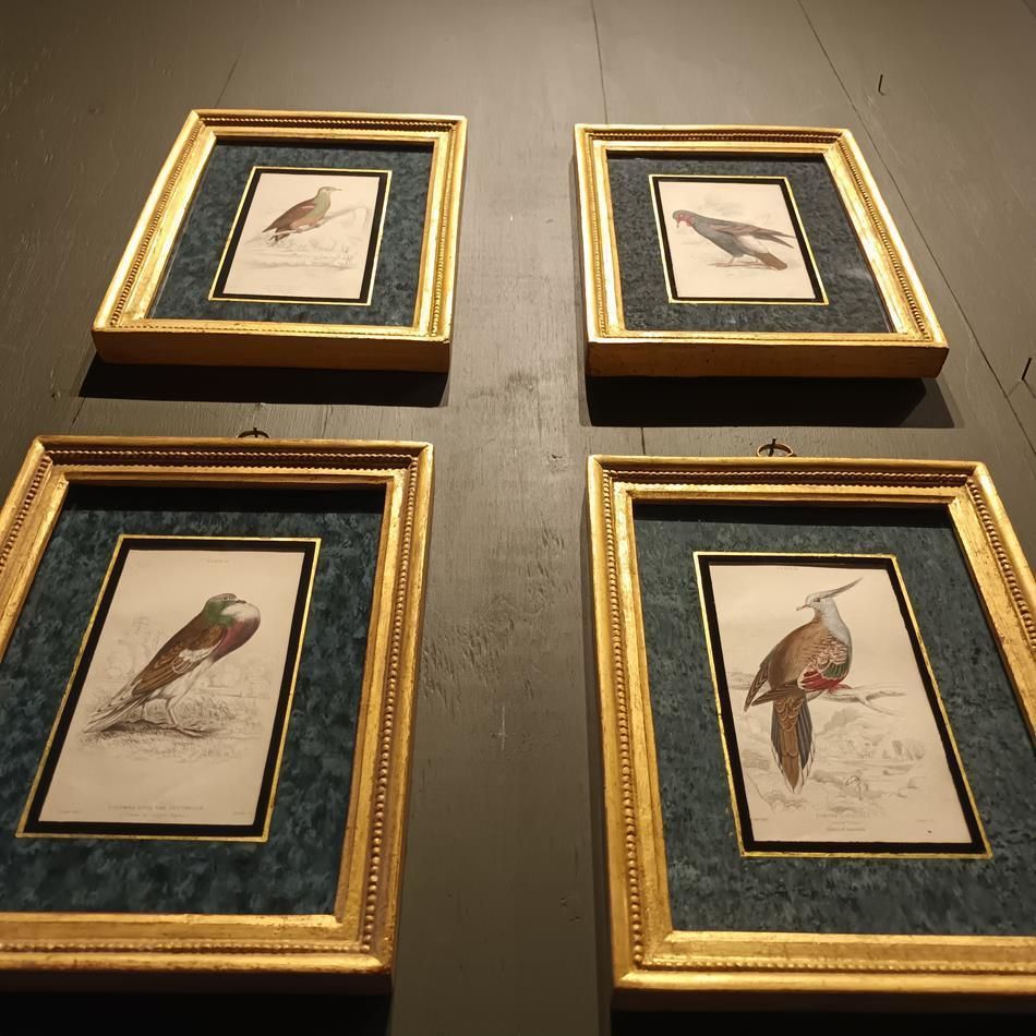 1843.0 A Set Of 19th Century Framed Bird Engravings By Edward Lear photo