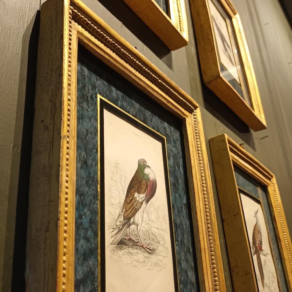photo vinterior A Set Of 19th Century Framed Bird Engravings By Edward Lear
