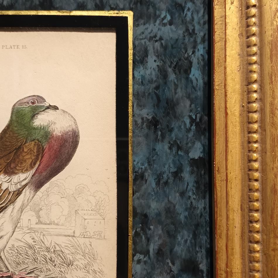 photo buy A Set Of 19th Century Framed Bird Engravings By Edward Lear