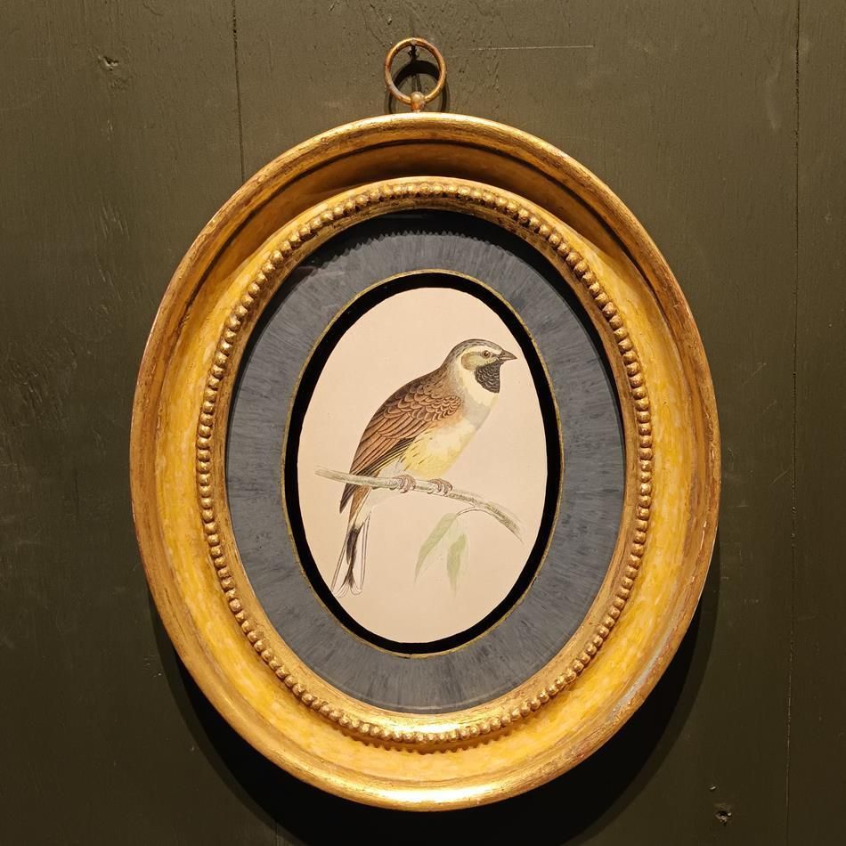 A Pair Of 19th Century Framed Bird Prints photo furniture