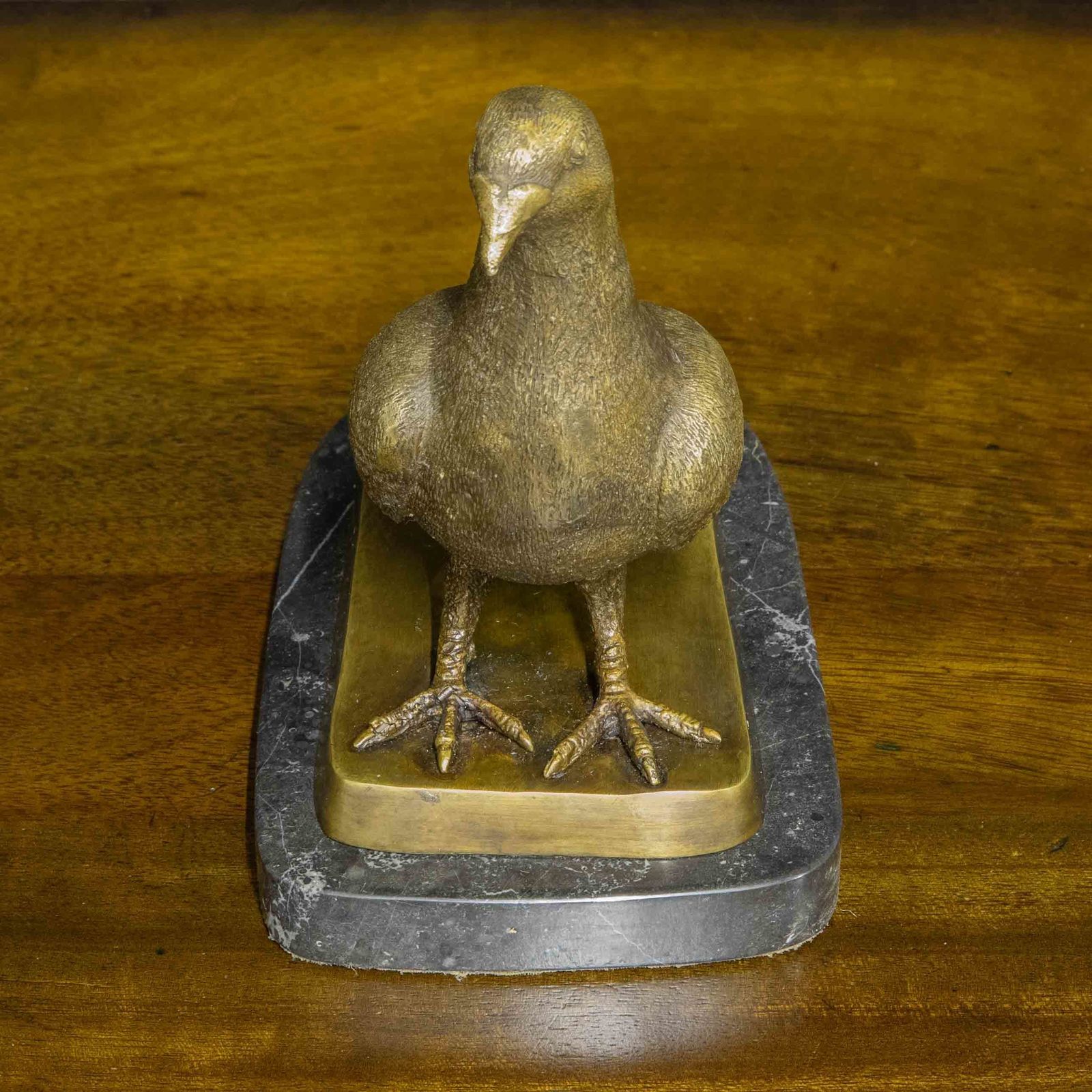 1050.0 Bronze Racing Pigeon photo