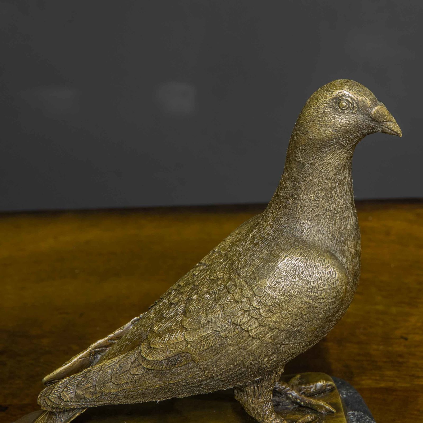 photo vinterior Bronze Racing Pigeon