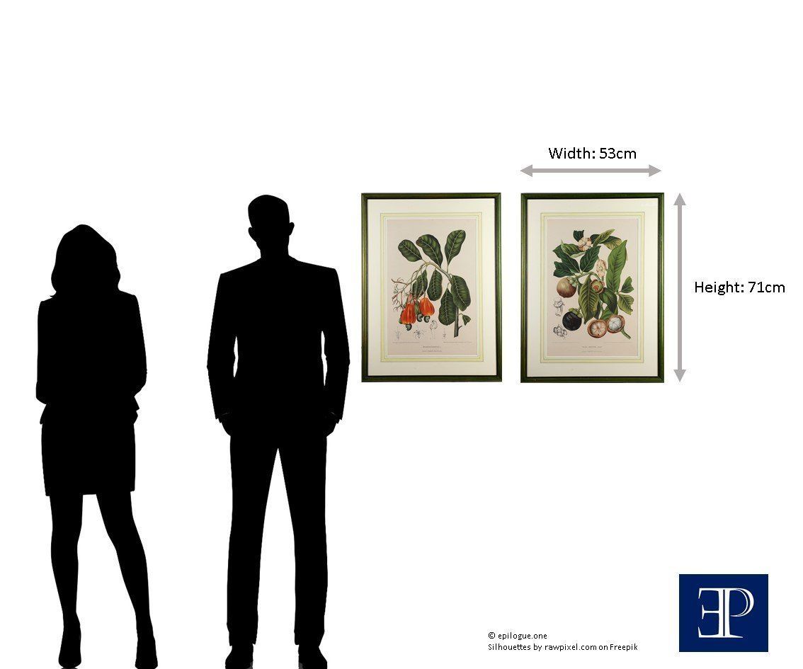 Pair Of Botanical Lithographs, Mangosteen And Cashew, By De Pannemaeker After Hoola Van Nooten photo furniture