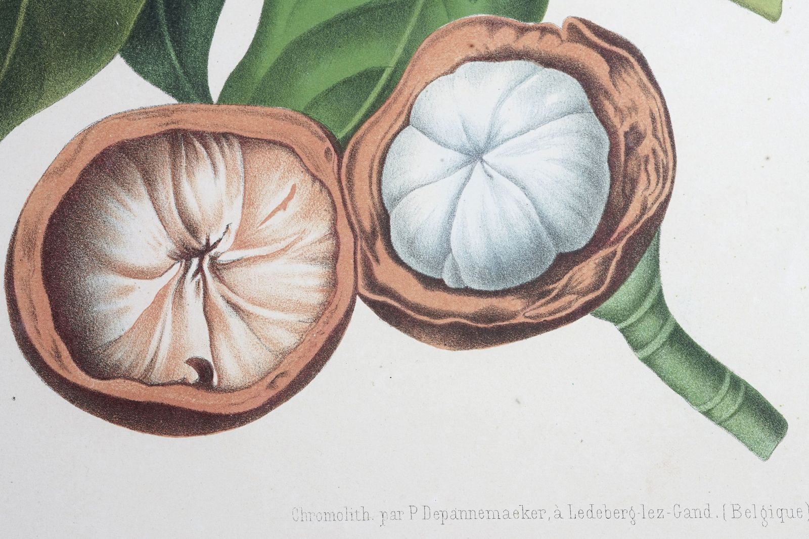 Pair Of Botanical Lithographs, Mangosteen And Cashew, By De Pannemaeker After Hoola Van Nooten photo vinterior