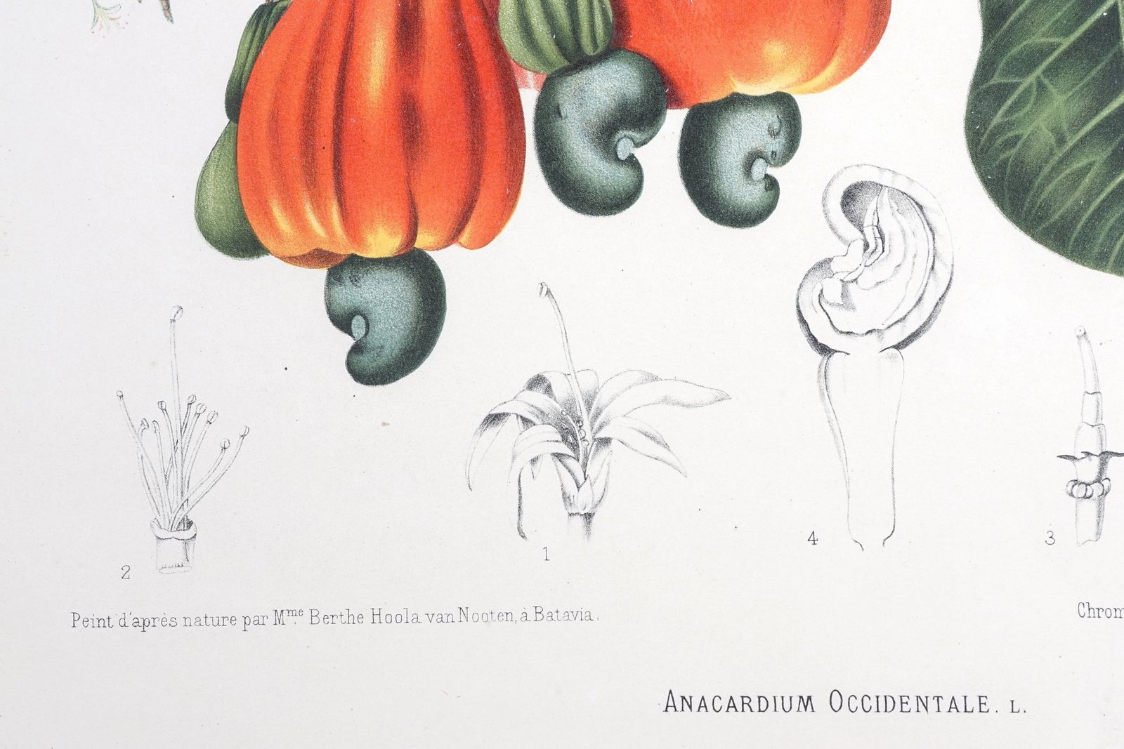 950.0 Pair Of Botanical Lithographs, Mangosteen And Cashew, By De Pannemaeker After Hoola Van Nooten photo