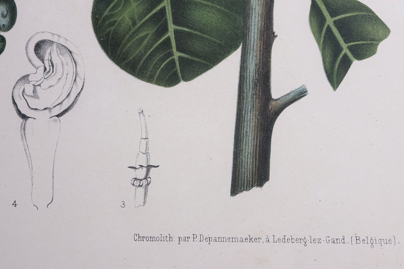 photo vinterior Pair Of Botanical Lithographs, Mangosteen And Cashew, By De Pannemaeker After Hoola Van Nooten