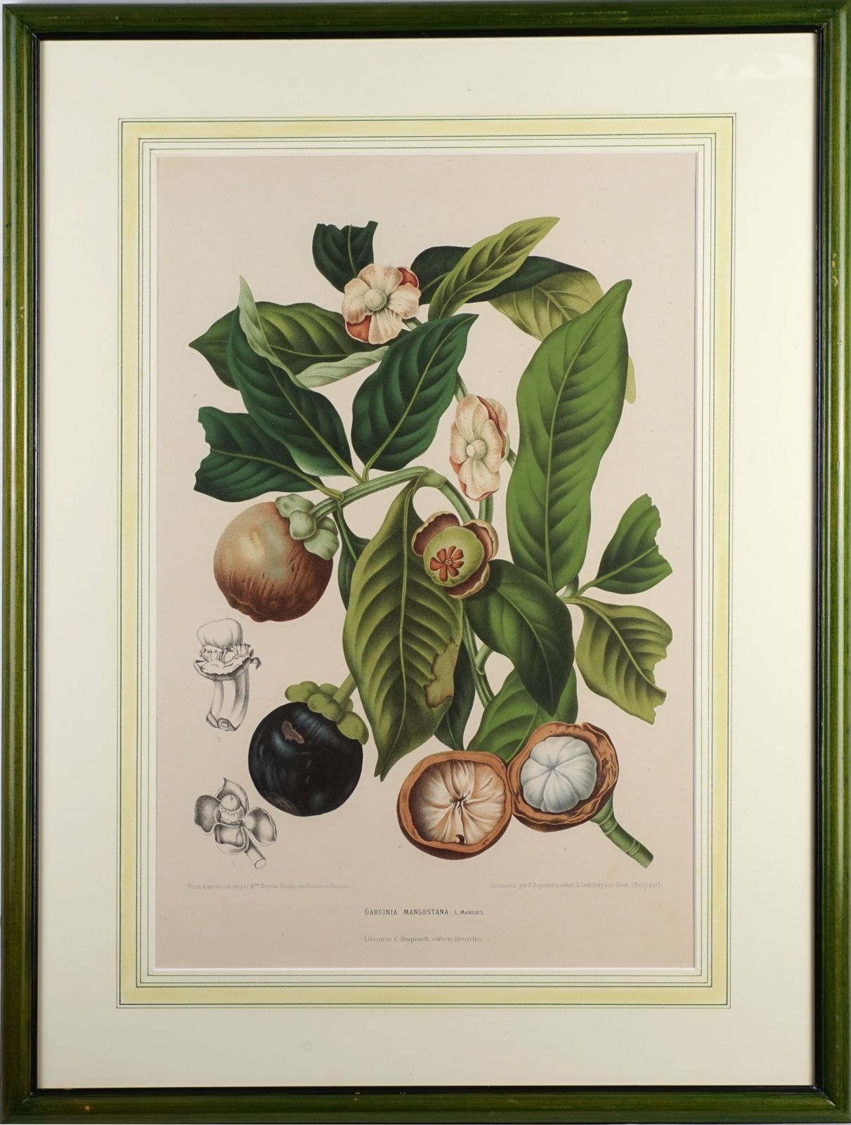 photo vintage Pair Of Botanical Lithographs, Mangosteen And Cashew, By De Pannemaeker After Hoola Van Nooten