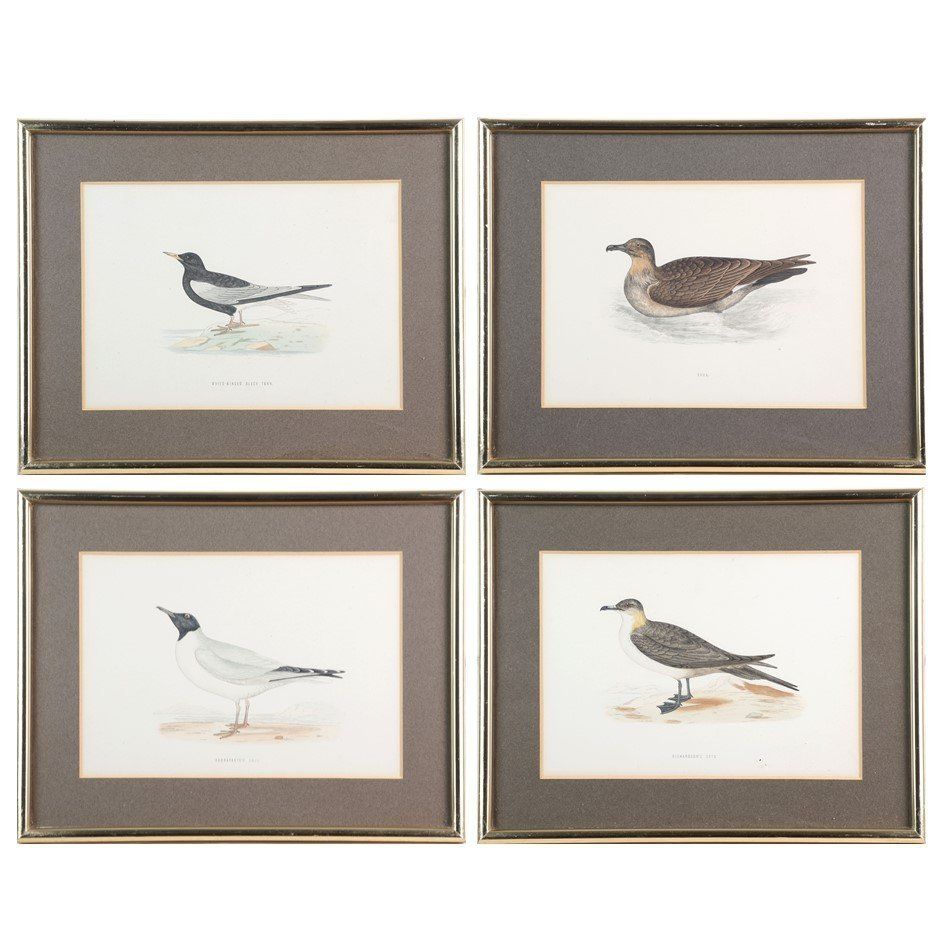 Set Of Four Antique Wood Engravings Of Seabirds, Fo Morris, 1870