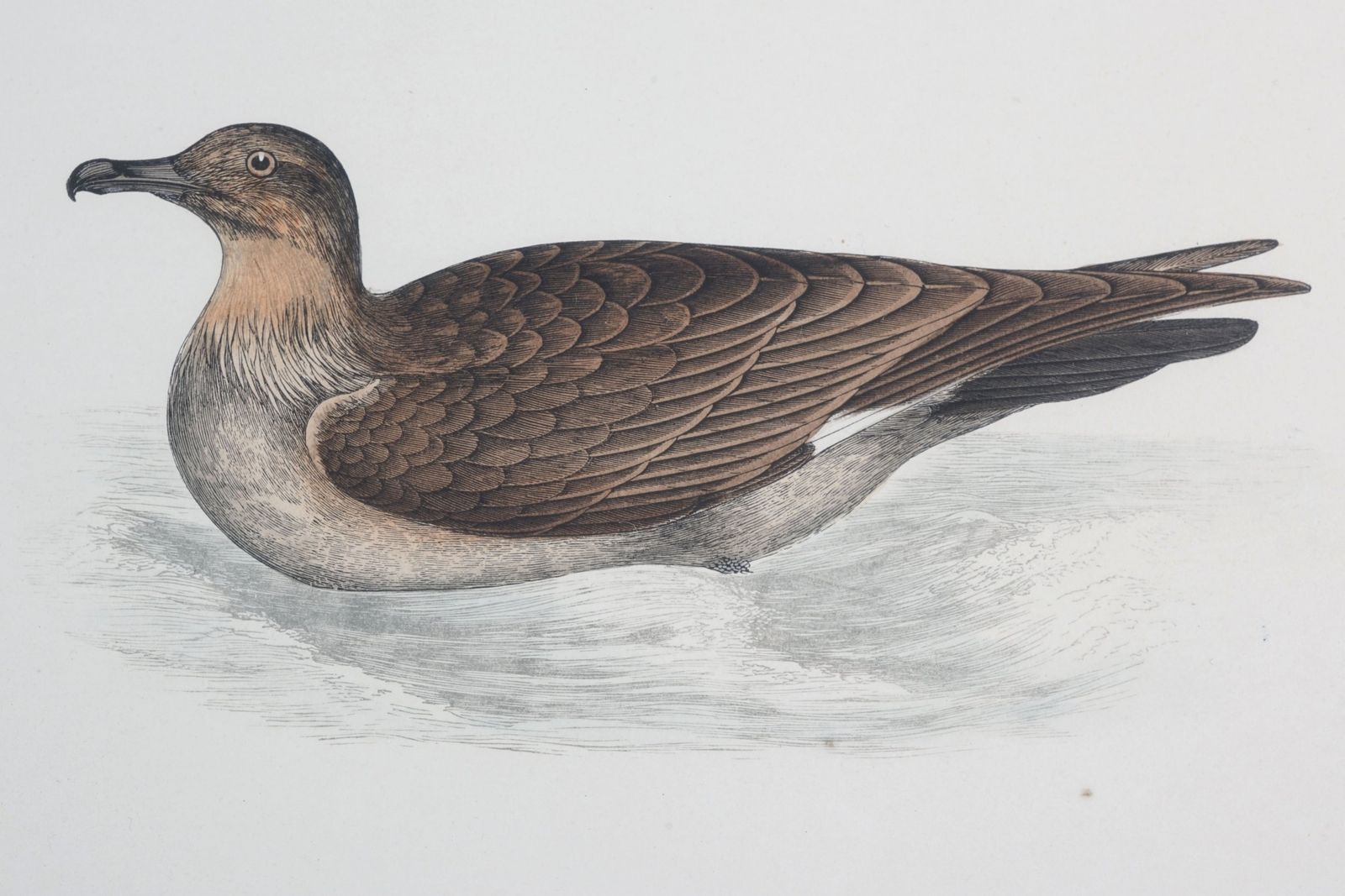 Set Of Four Antique Wood Engravings Of Seabirds, Fo Morris, 1870 photo 165.0