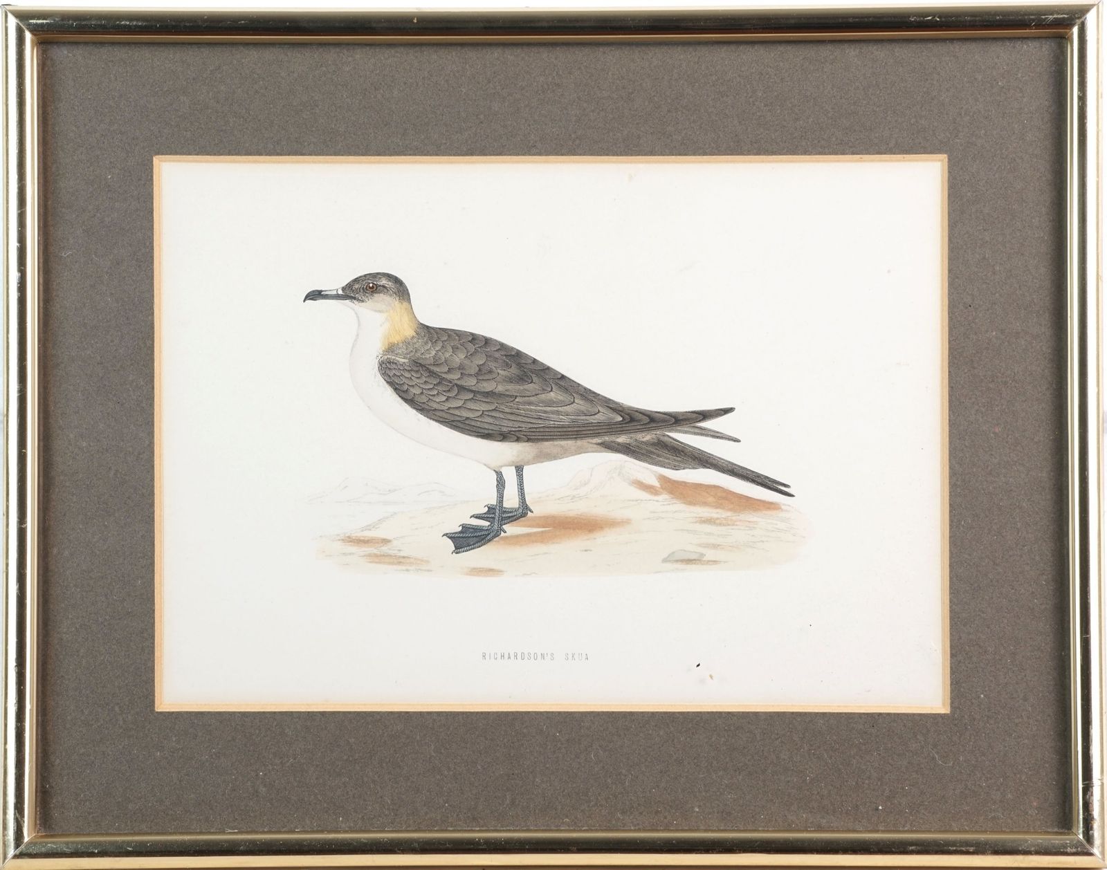photo buy Set Of Four Antique Wood Engravings Of Seabirds, Fo Morris, 1870