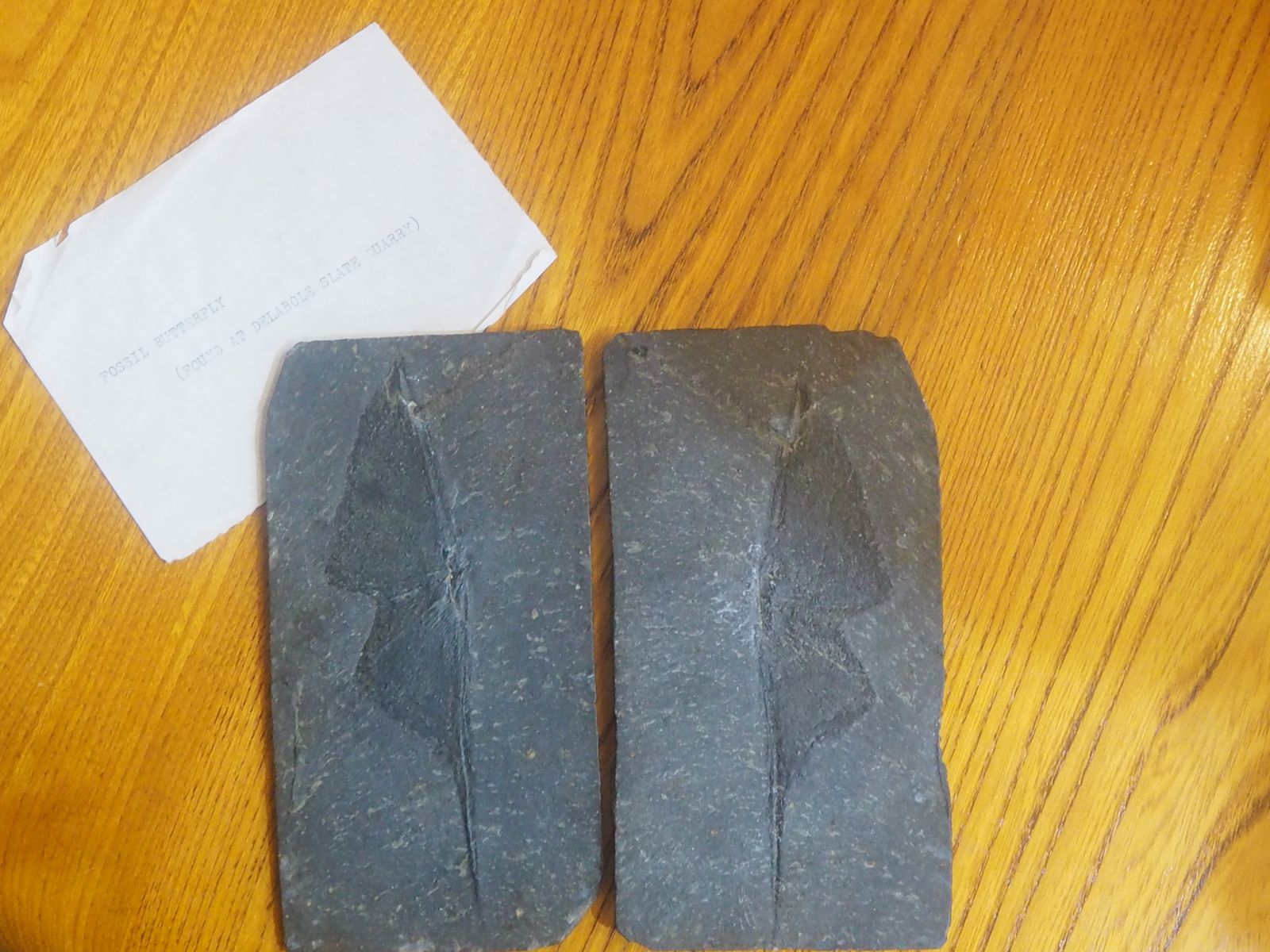 Fossil Delabole Butterfly, Stone photo Art