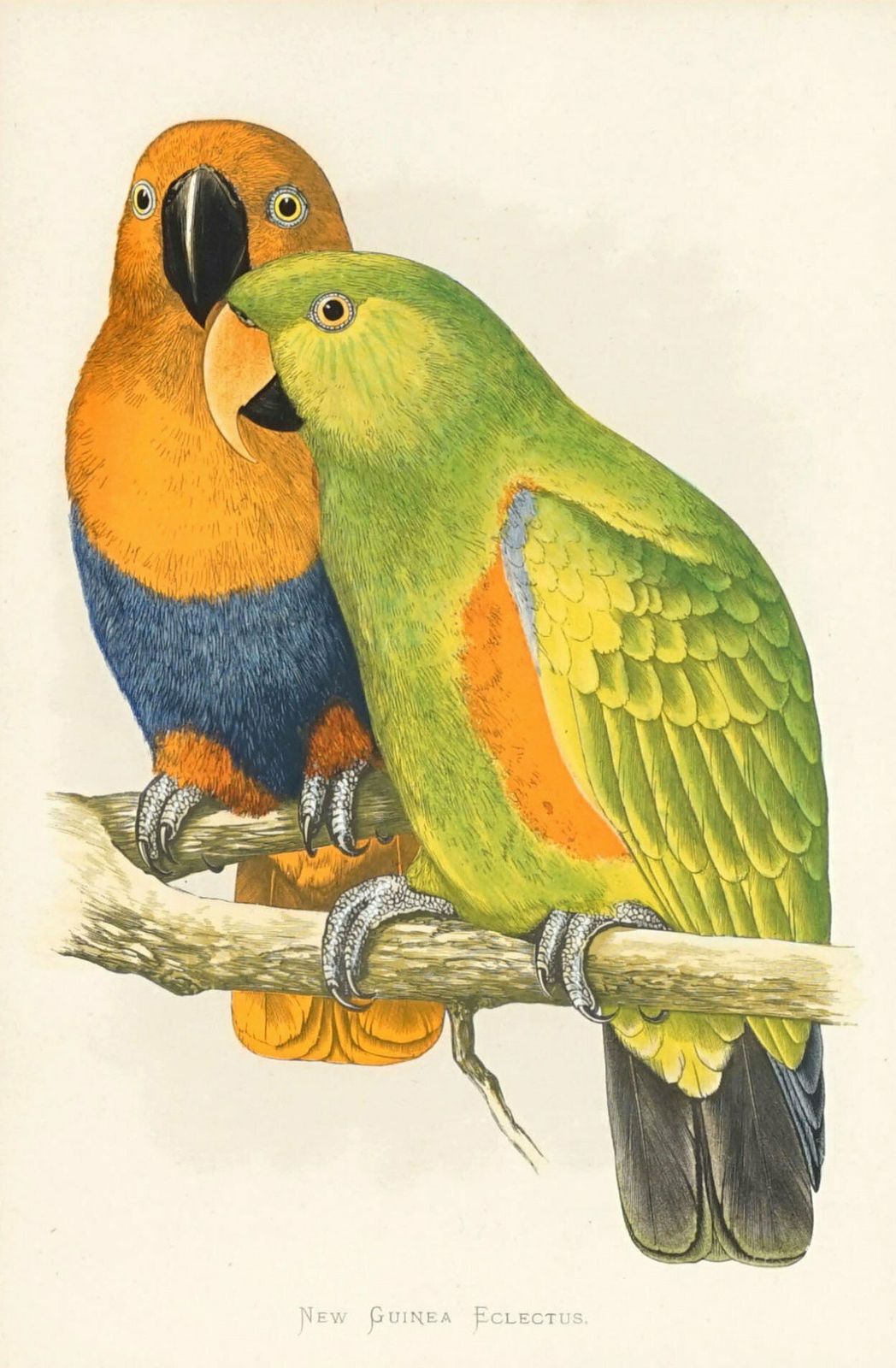 New Guinea Eclectus, 1884 Woodblock By Benjamin Fawcett photo furniture