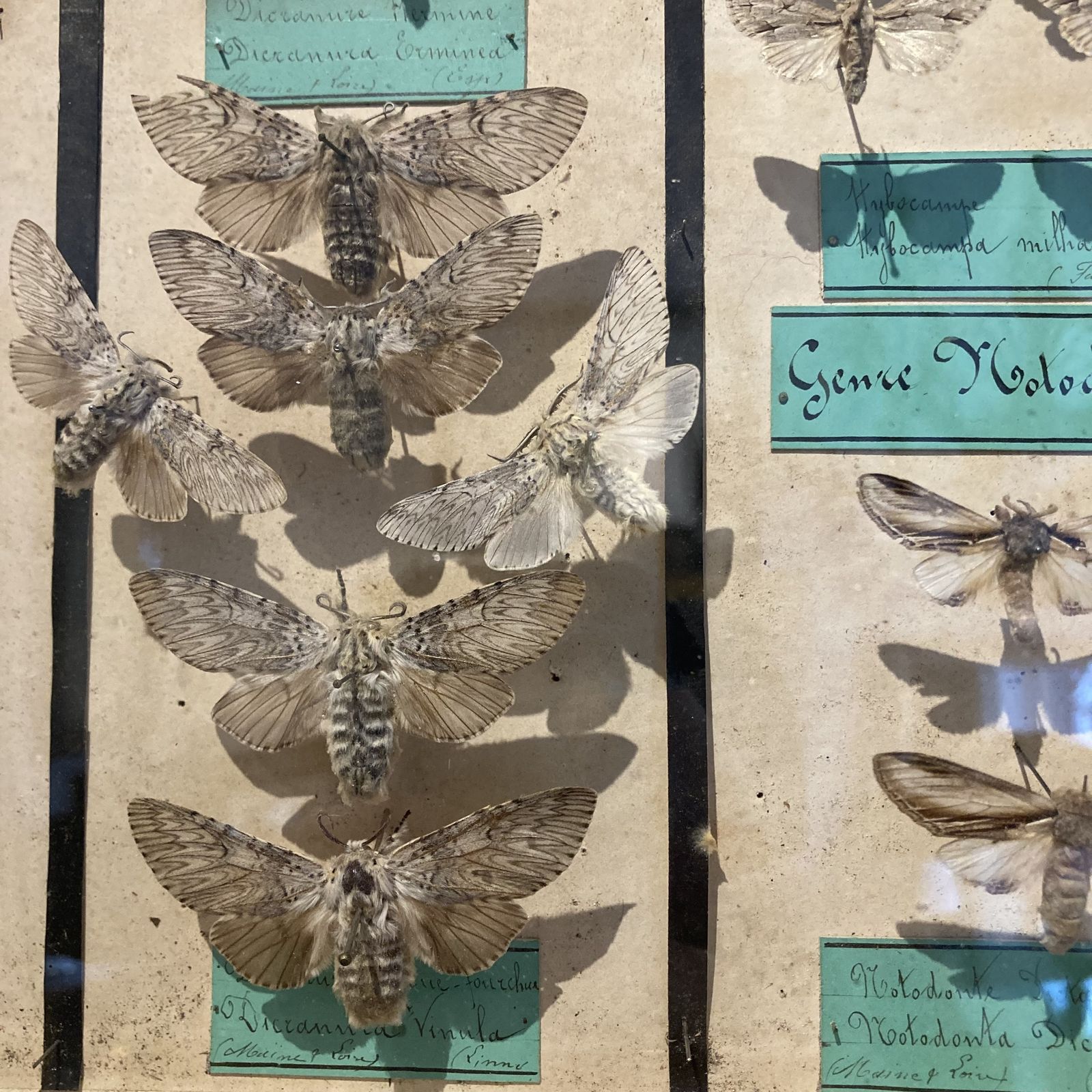 Three Specimen Cases Containing Various Species Of Moths Display Cases photo for sale