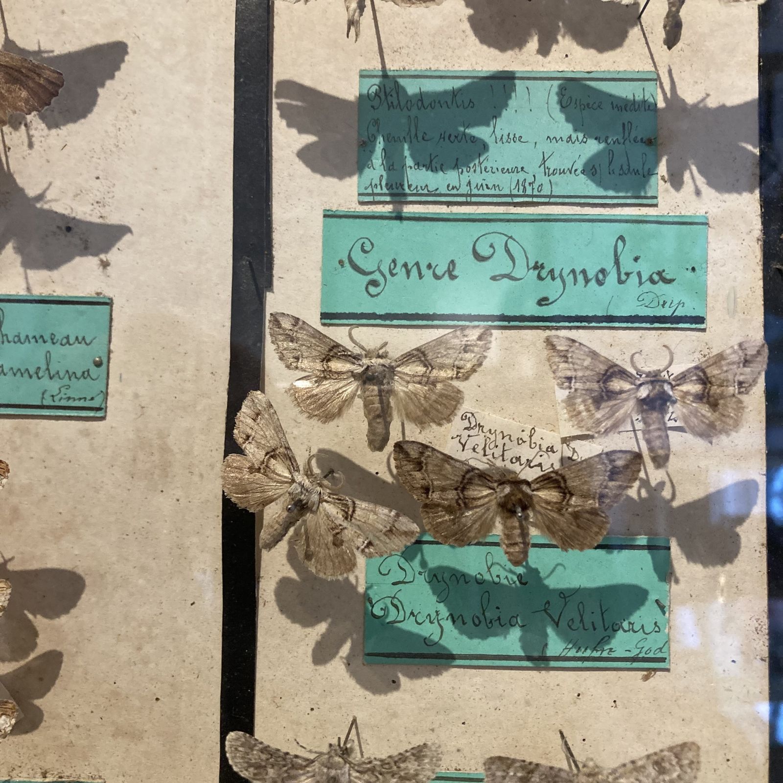 Three Specimen Cases Containing Various Species Of Moths Display Cases photo vinterior