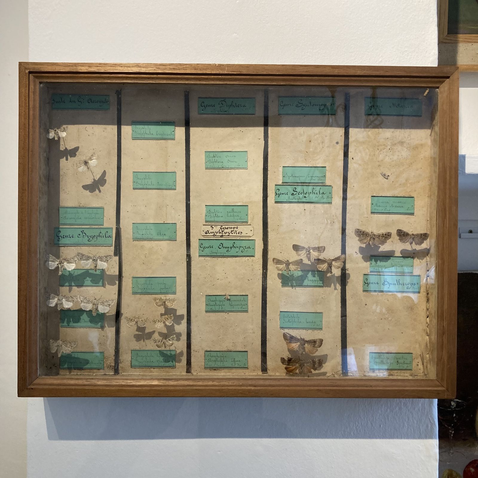 Three Specimen Cases Containing Various Species Of Moths Display Cases photo vintage
