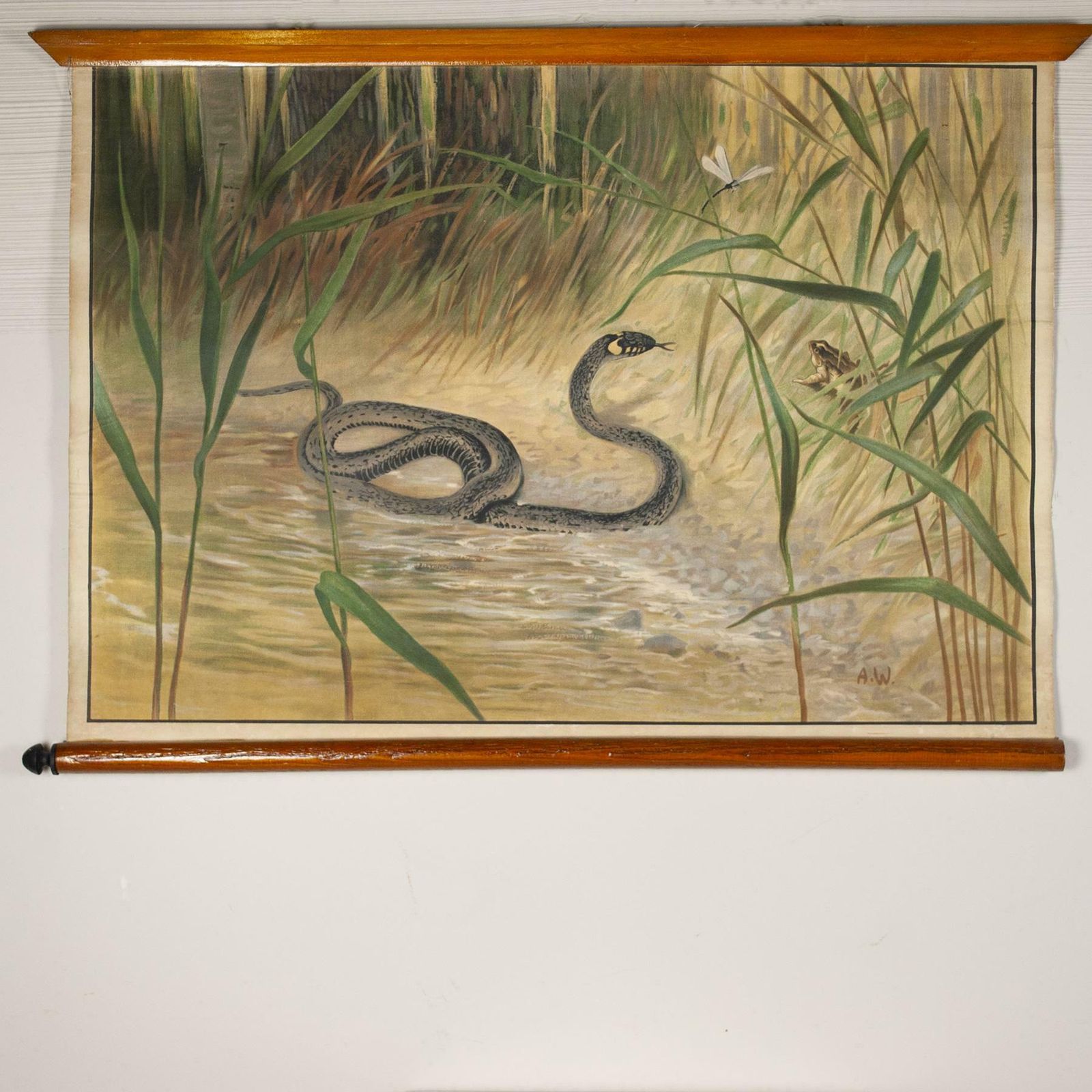Antonio Vallardi Snake Linen Canvas Print photo for sale