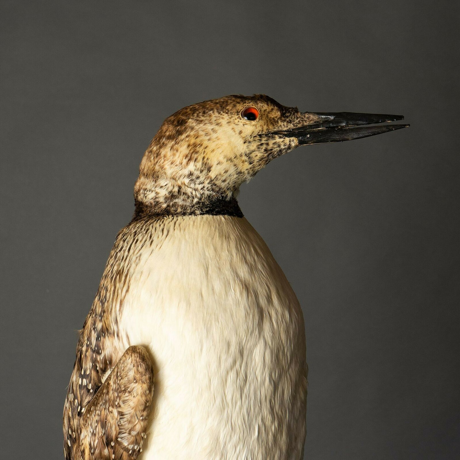 Antique Mounted Taxidermy Loon On Naturalistic Base, Early 20th Century Stuffed Aquatic Bird photo for sale