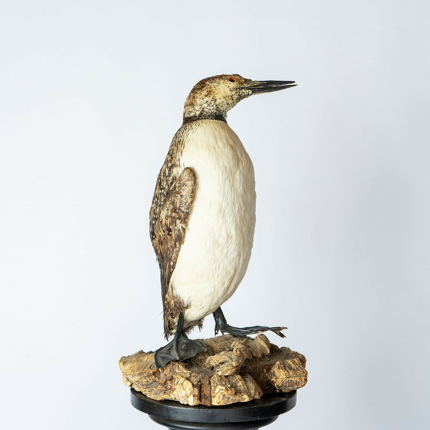 Antique Mounted Taxidermy Loon On Naturalistic Base, Early 20th Century Stuffed Aquatic Bird photo vinterior