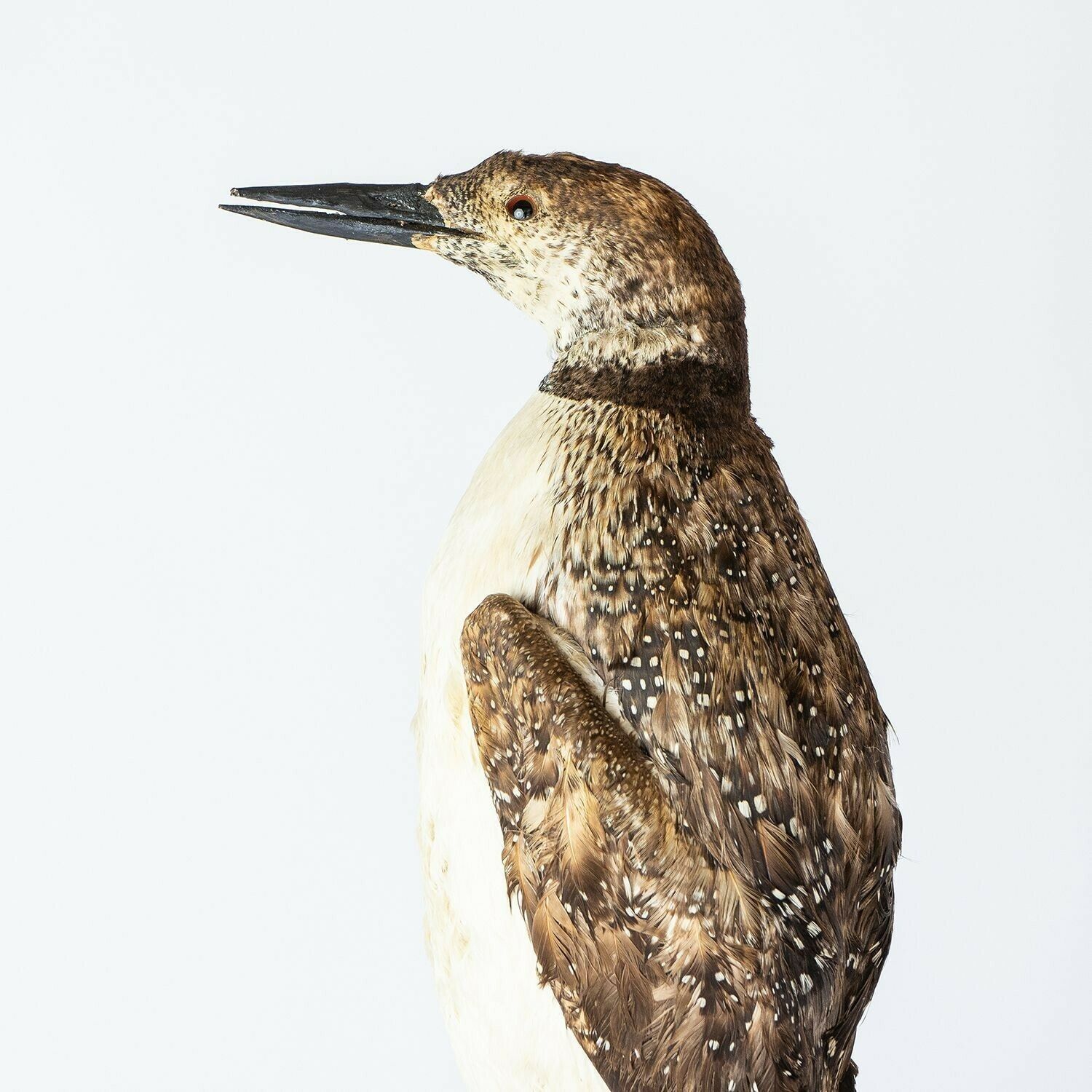 140.0 Antique Mounted Taxidermy Loon On Naturalistic Base, Early 20th Century Stuffed Aquatic Bird photo