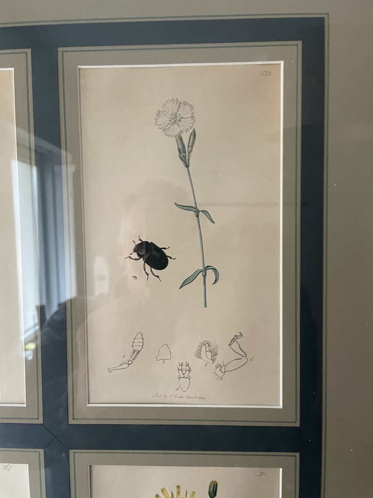 Botanicals Prints With Insects By John Curtis photo vinterior