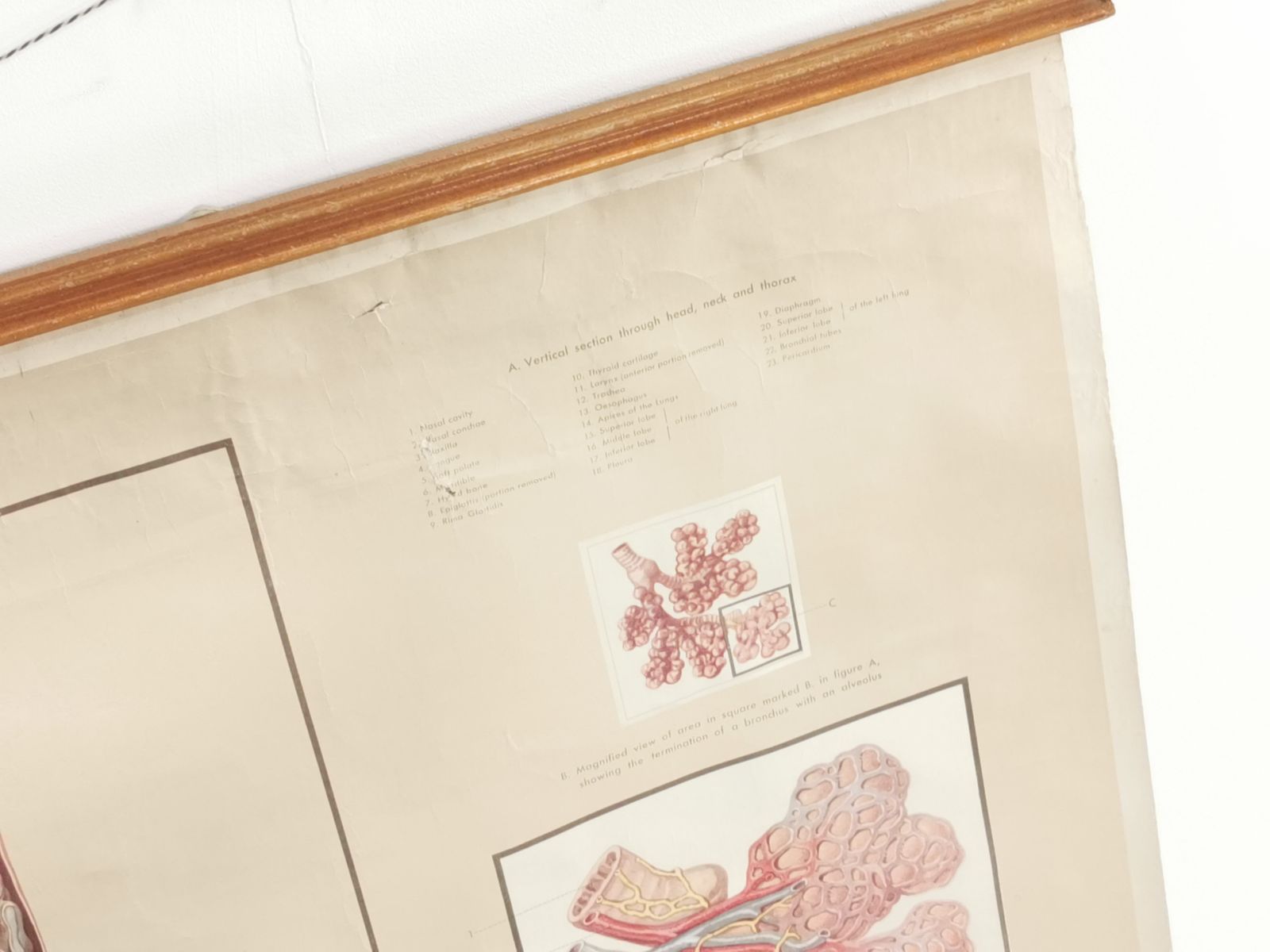 Respiratory Organ Medical Teaching Aid Poster By Adam Rouilly, 1940s. photo vinterior