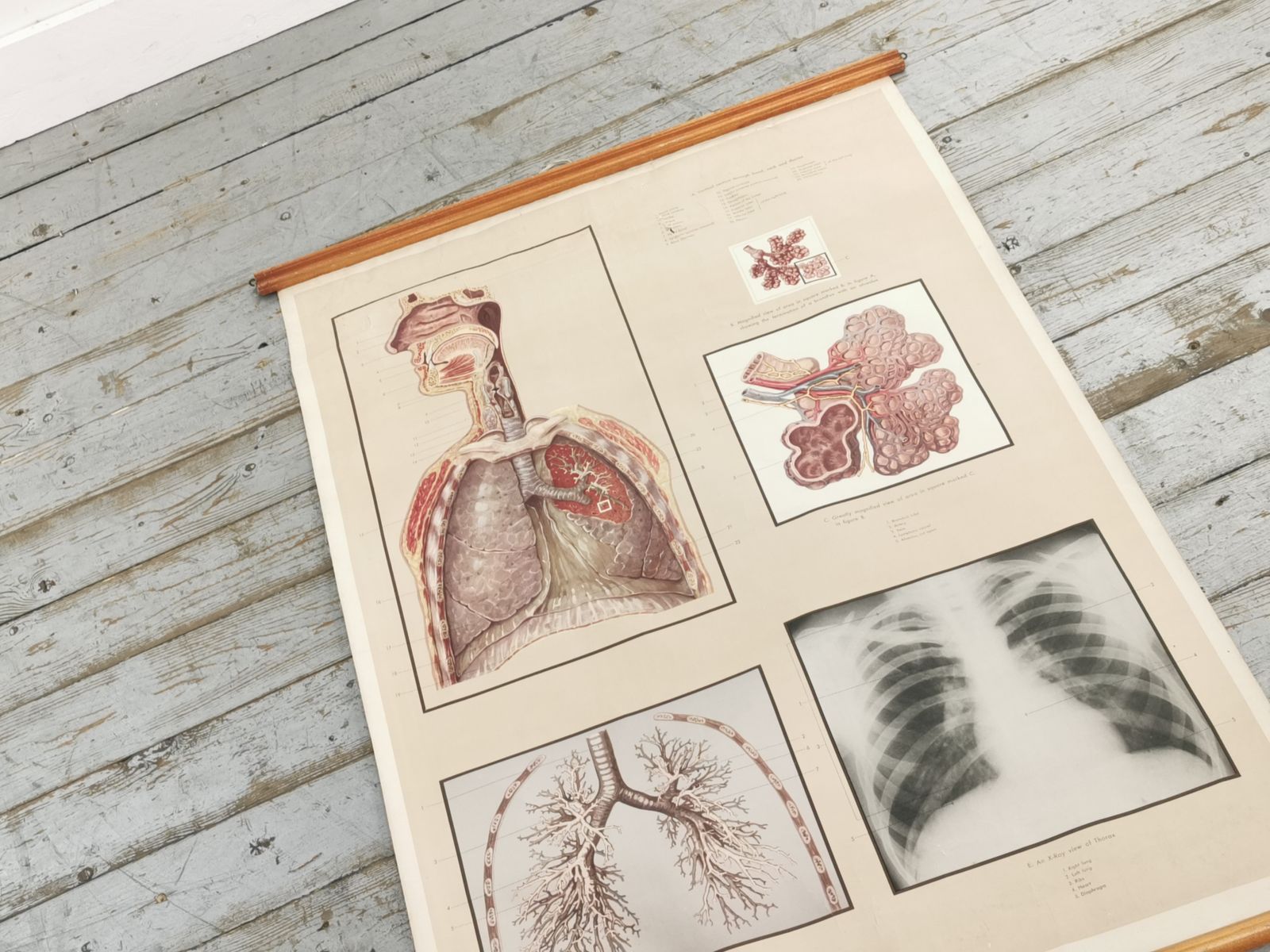 Respiratory Organ Medical Teaching Aid Poster By Adam Rouilly, 1940s. photo buy