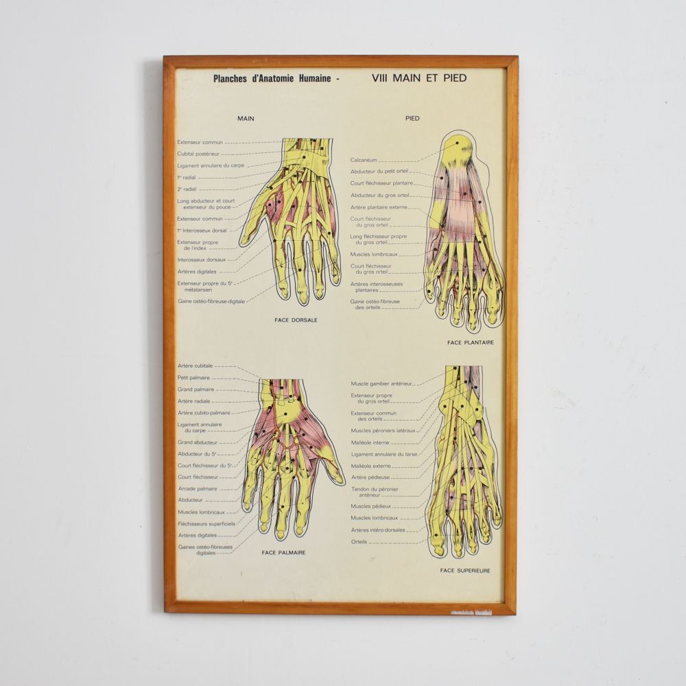 Vintage French Anatomy Chart  Hand And Foot