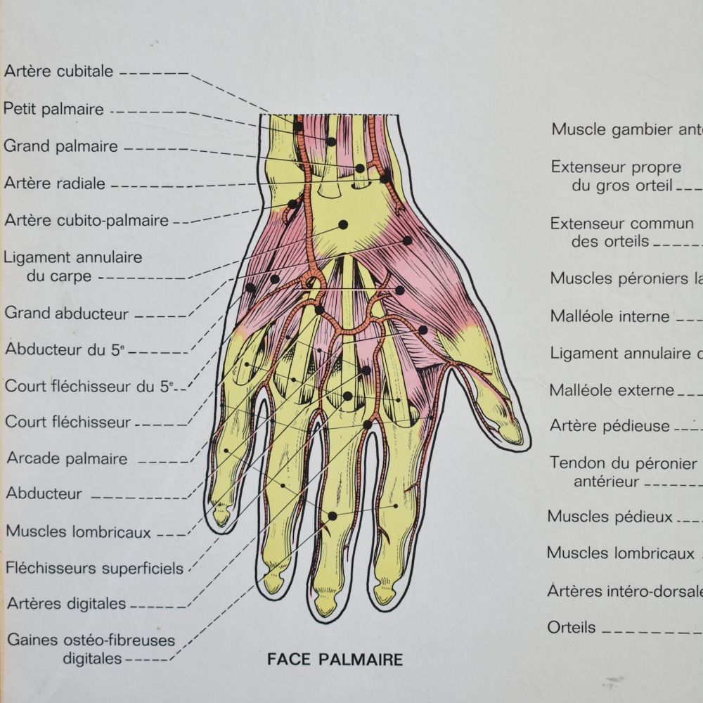 Vintage French Anatomy Chart  Hand And Foot photo furniture