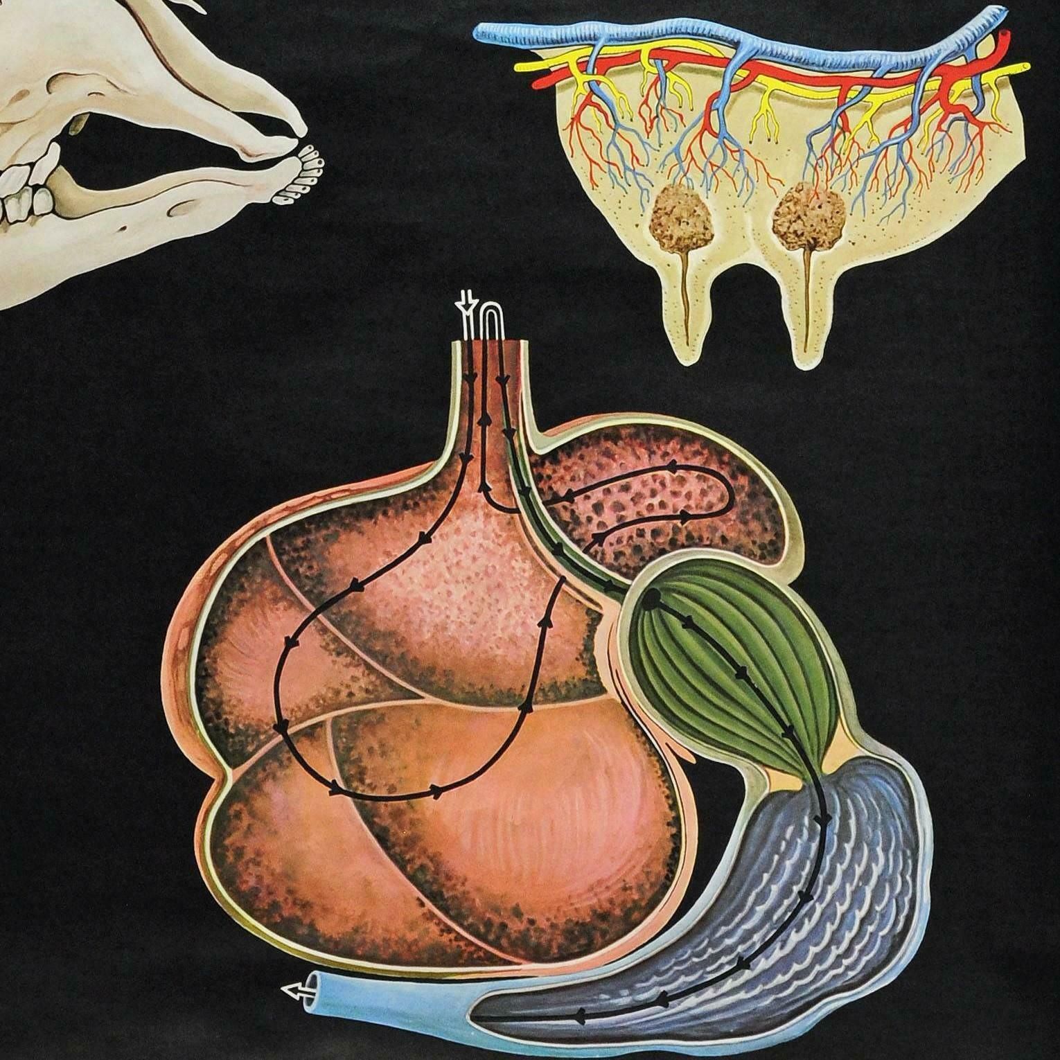 Cattle Cow Anatomy Jung Koch Quentell Art Print Vintage Deco Wall Chart Poster photo 274.0