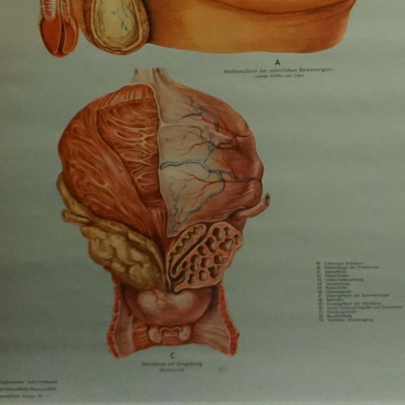 Vintage Medical Poster Pull Down Wall Chart About The Male Pelvic Organs photo Art