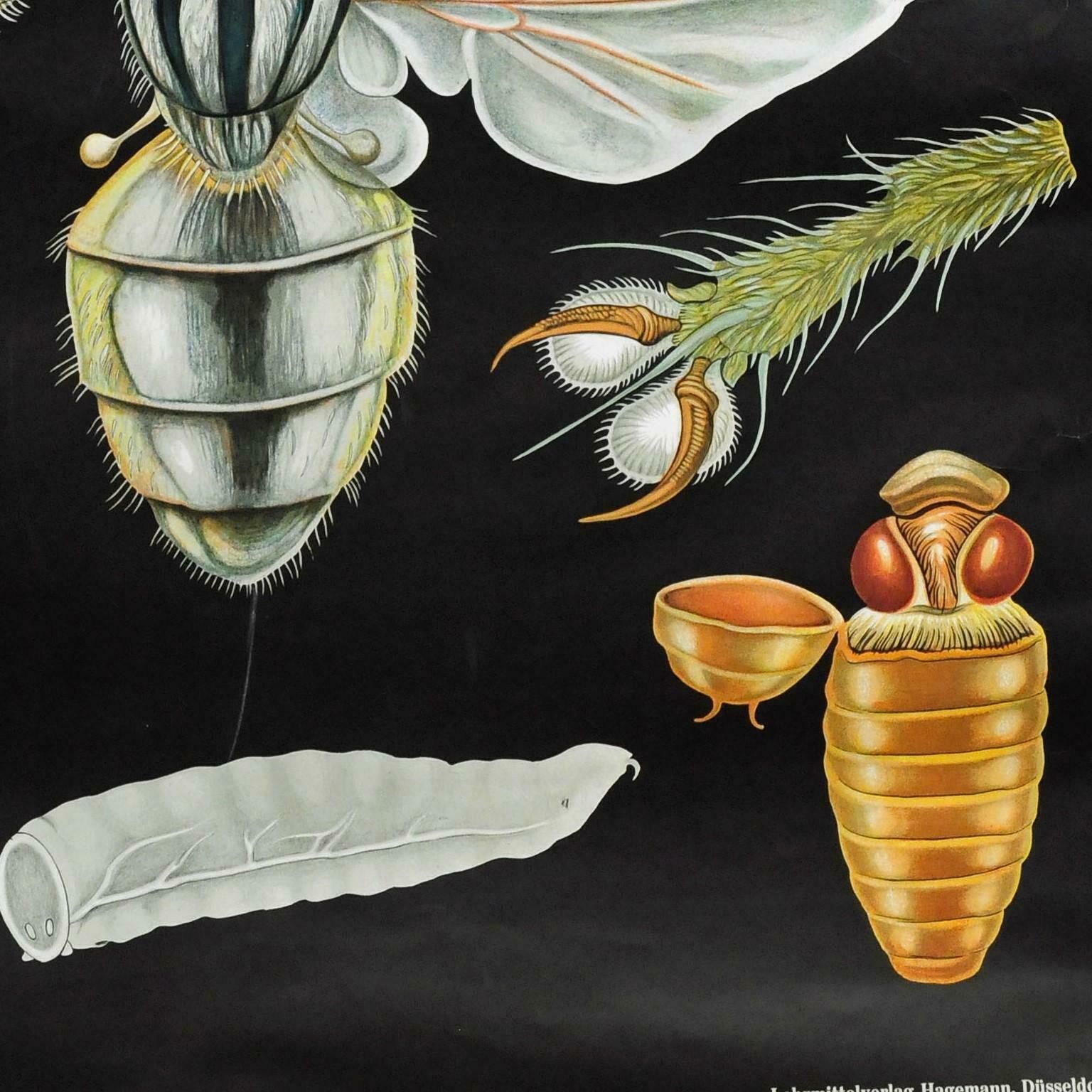 Jung Koch Quentell Vintage Mural Countrycore Wall Chart Poster House Fly photo 325.0