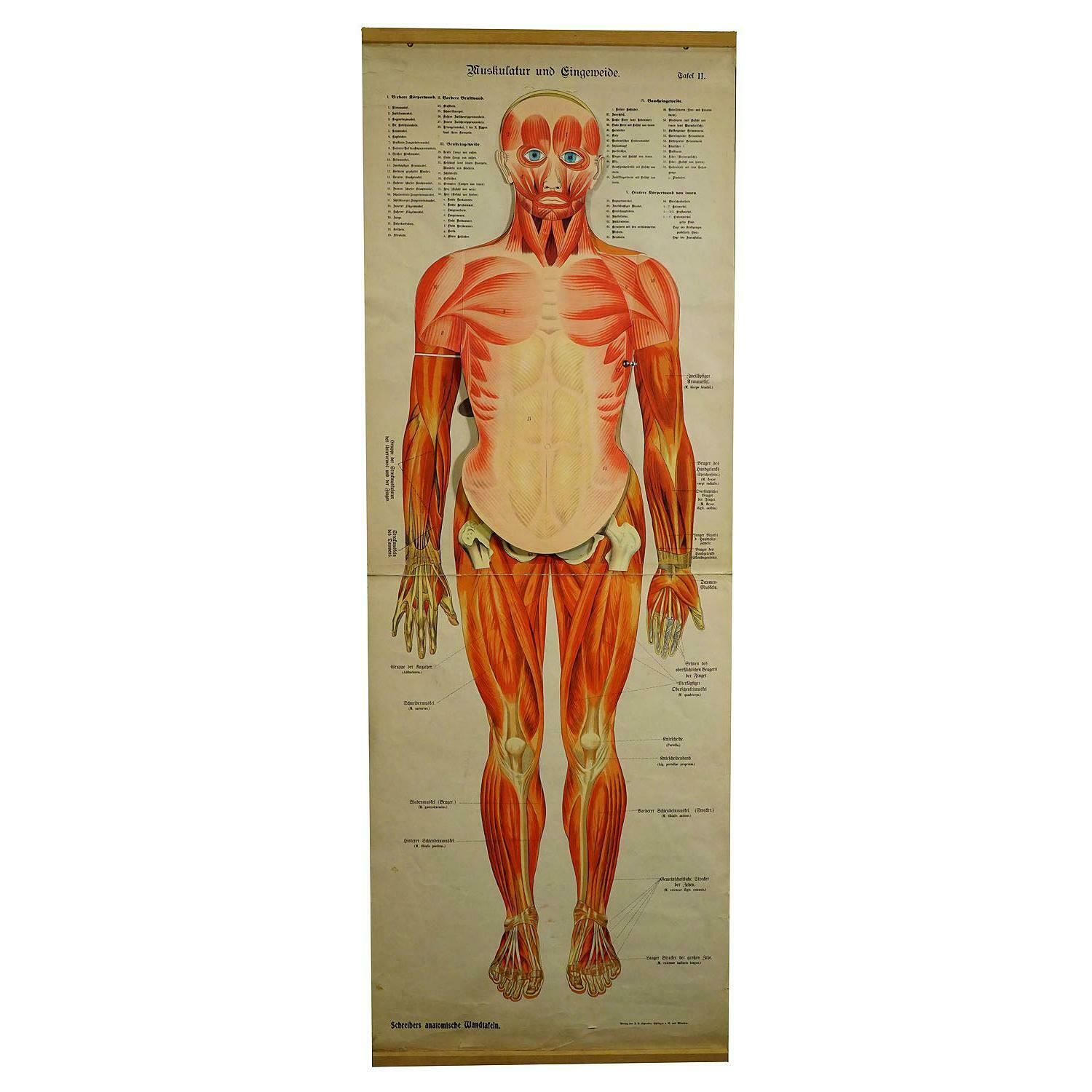 Antique Foldable Anatomical Wall Chart Depicting Human Musculature