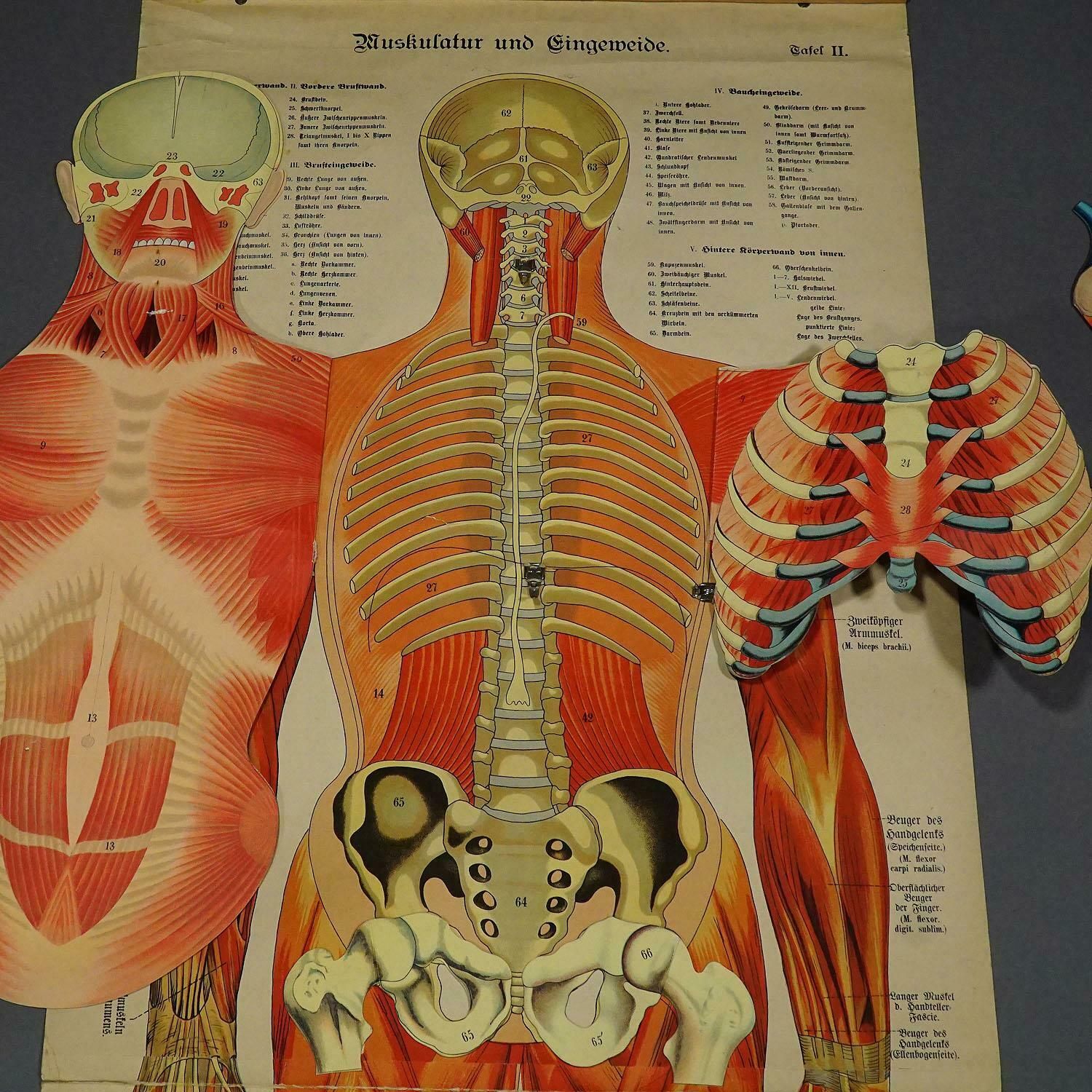 Antique Foldable Anatomical Wall Chart Depicting Human Musculature photo buy