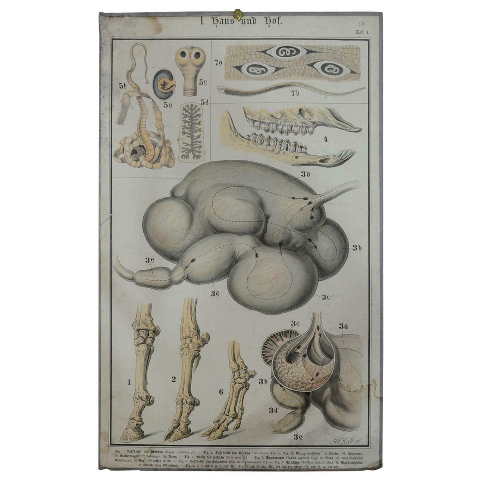 Old Anatomical Farm Animal Wall Chart Print Home And Garden photo furniture
