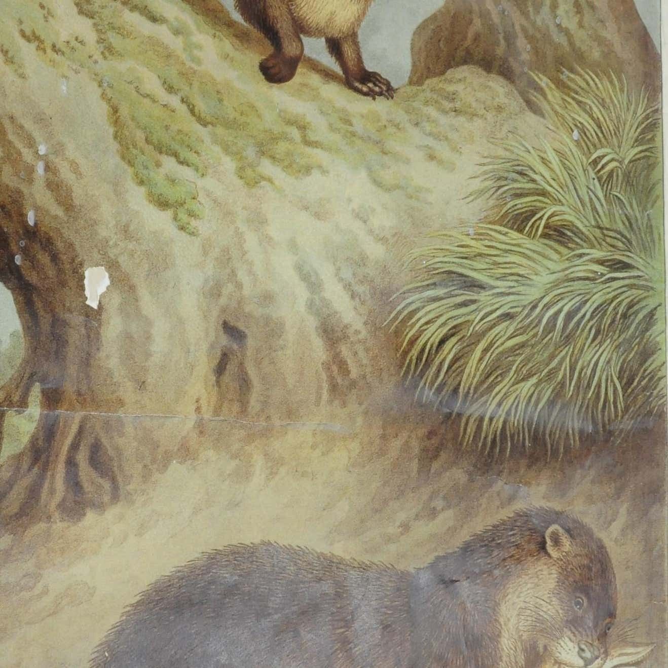 Old Vintage Wall Chart Weasel Otter Country Style Poster Print photo furniture