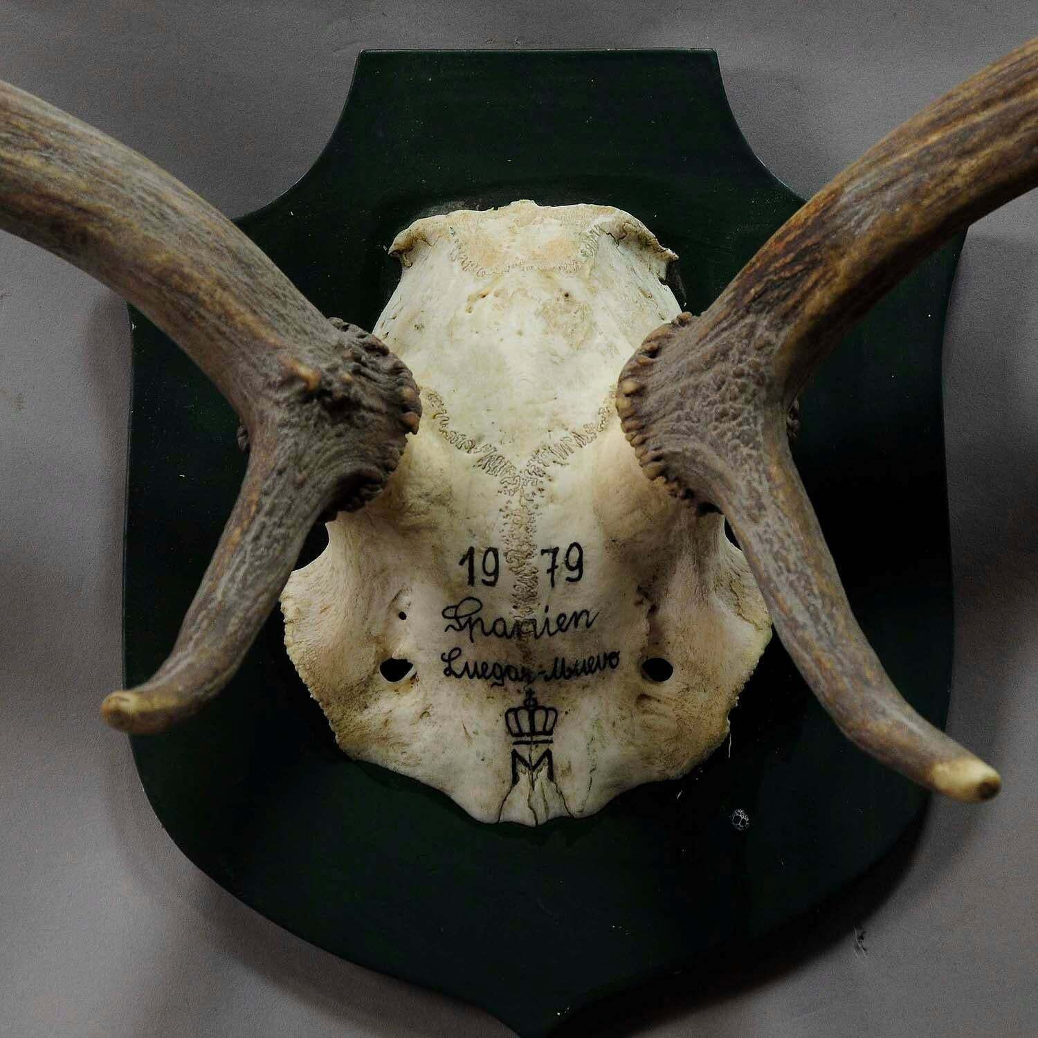 Black Forest Fallow Deer Trophy From Salem, Spain, 1979 photo for sale