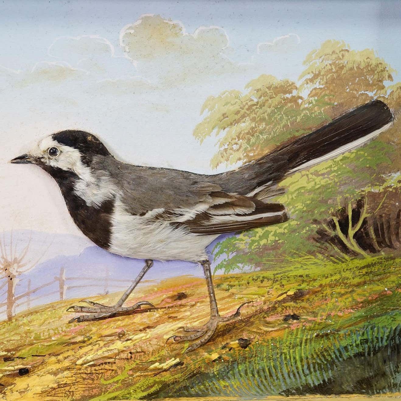 Victorian Taxidermy Diorama With White Wagtail Ca. 1900 photo Art
