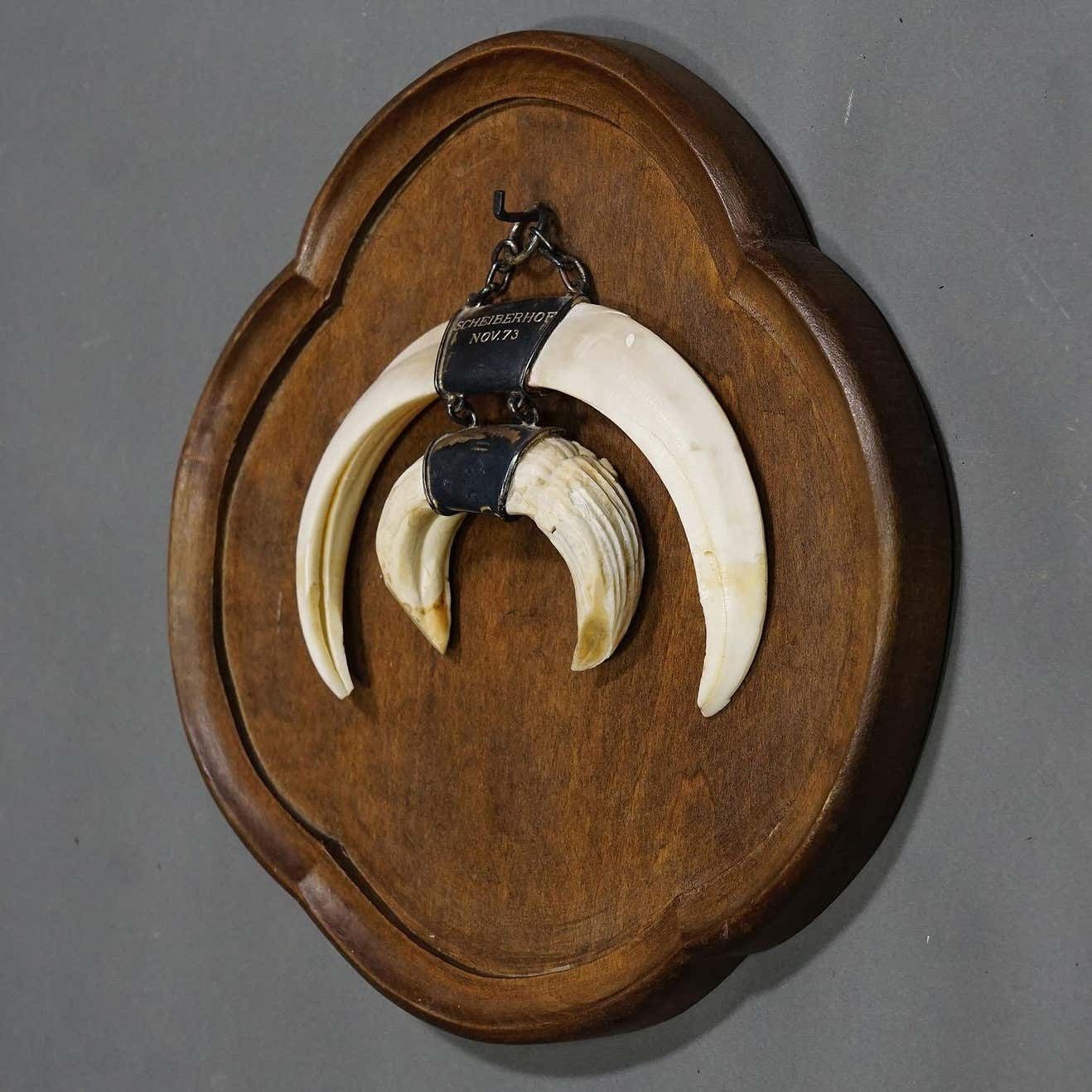 Wild Boar Trophy On Wooden Plaque, Germany Circa 1970s photo for sale