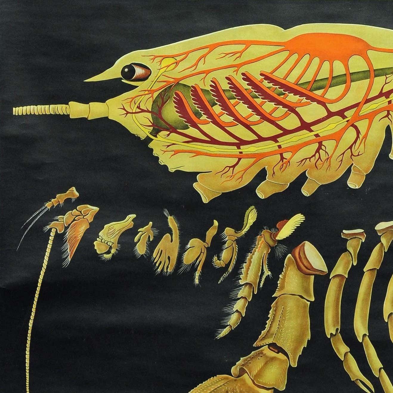 Vintage Poster Pull Down Wall Chart Jung Koch Quentell Crayfish Maritime Deco photo for sale